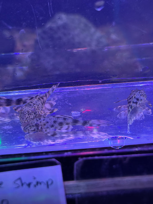 Peckoltia Sp. L205 Andes Tiger Pleco