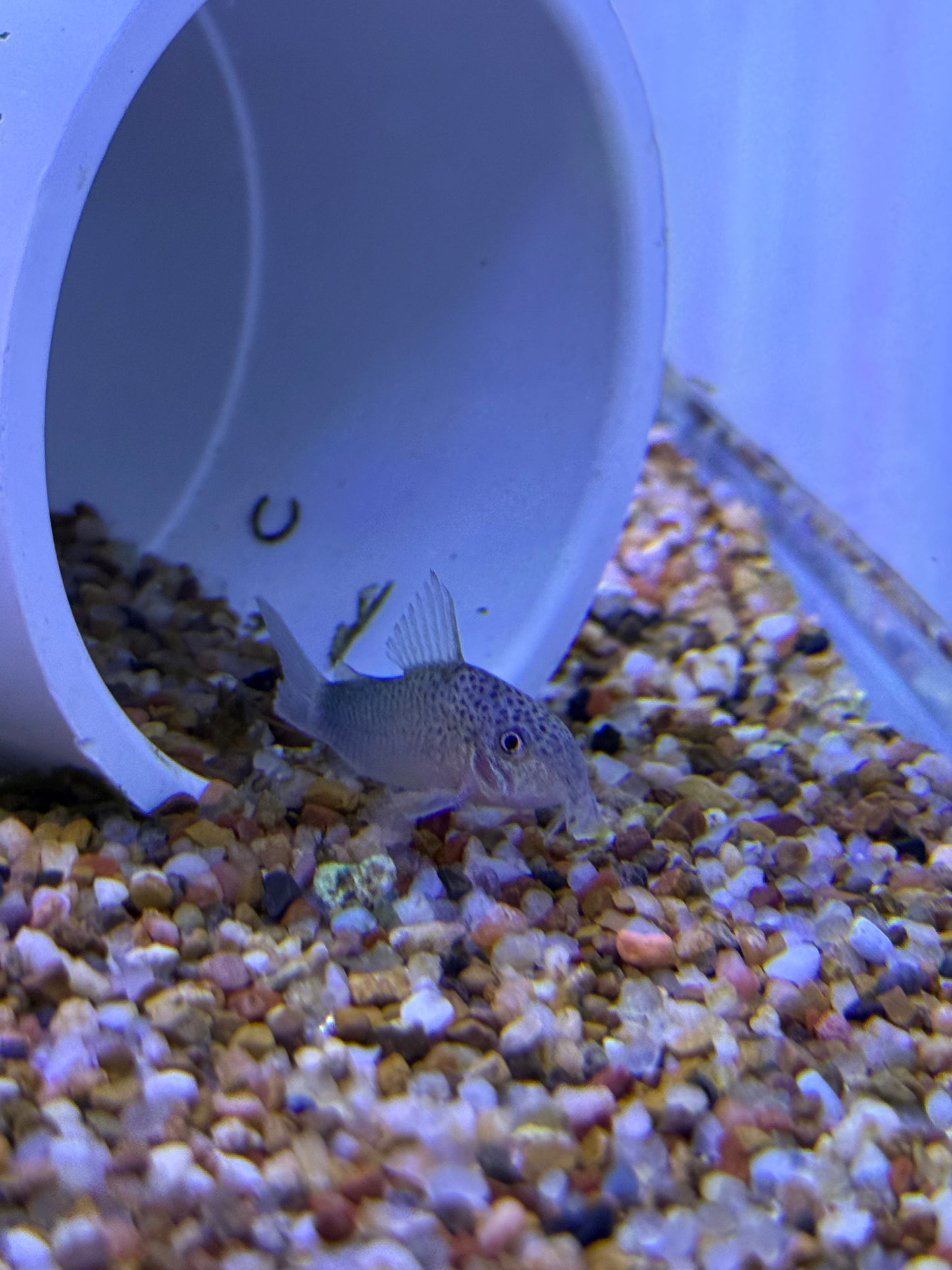 (Rare) Corydoras Similis Smudge Spot Cory