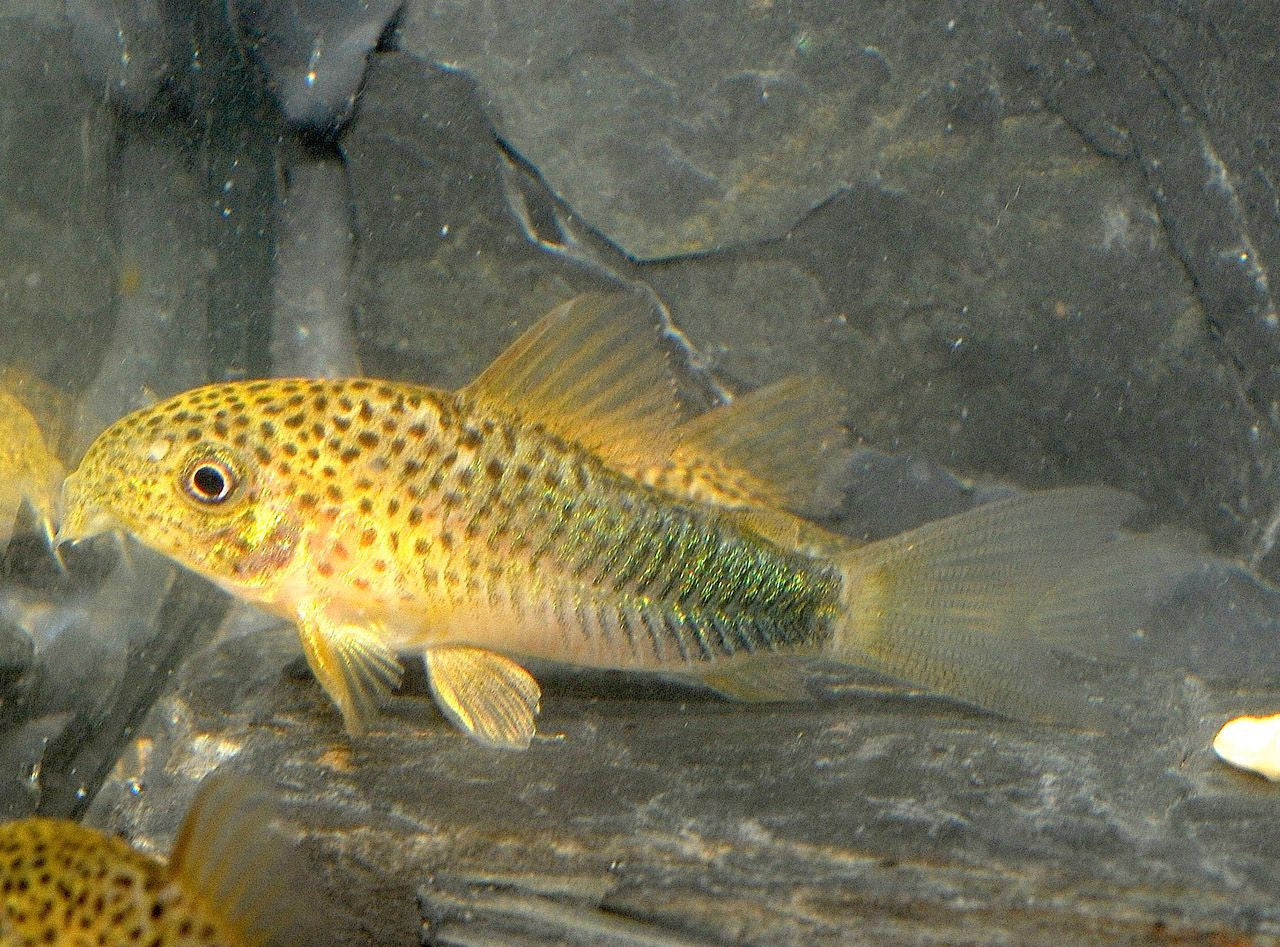 (Rare) Corydoras Similis Smudge Spot Cory