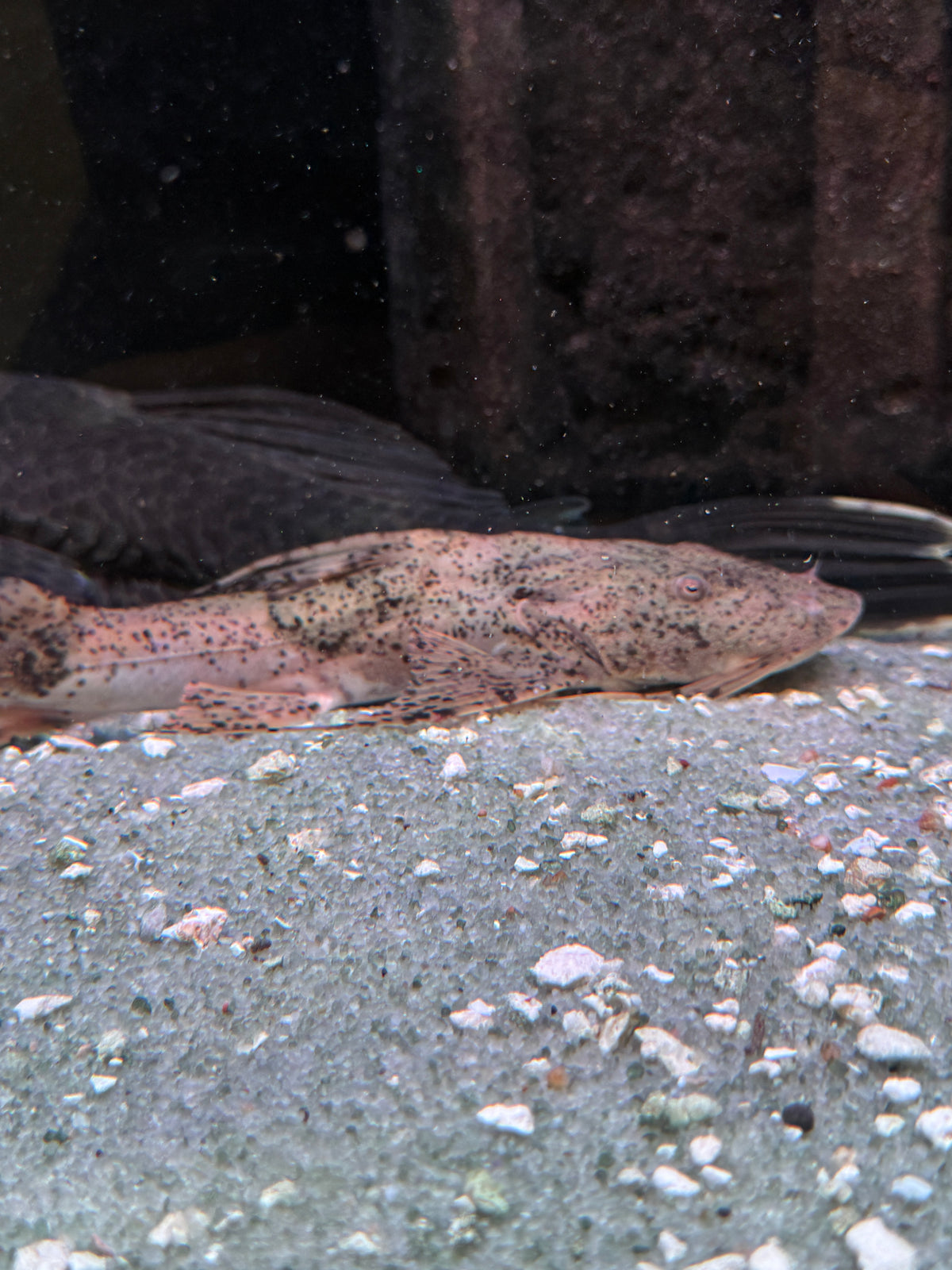 Goonch Catfish (Bagarius Bagarius) India Wild
