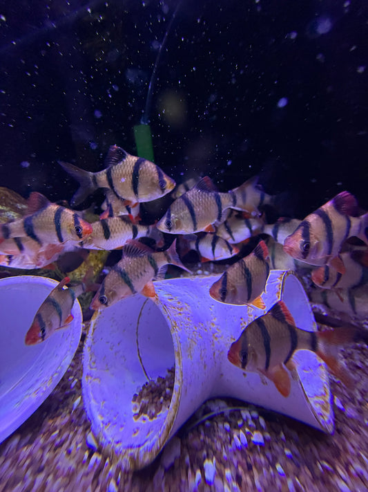 Jumbo Tiger Barb (Puntigrus Tetrazona)