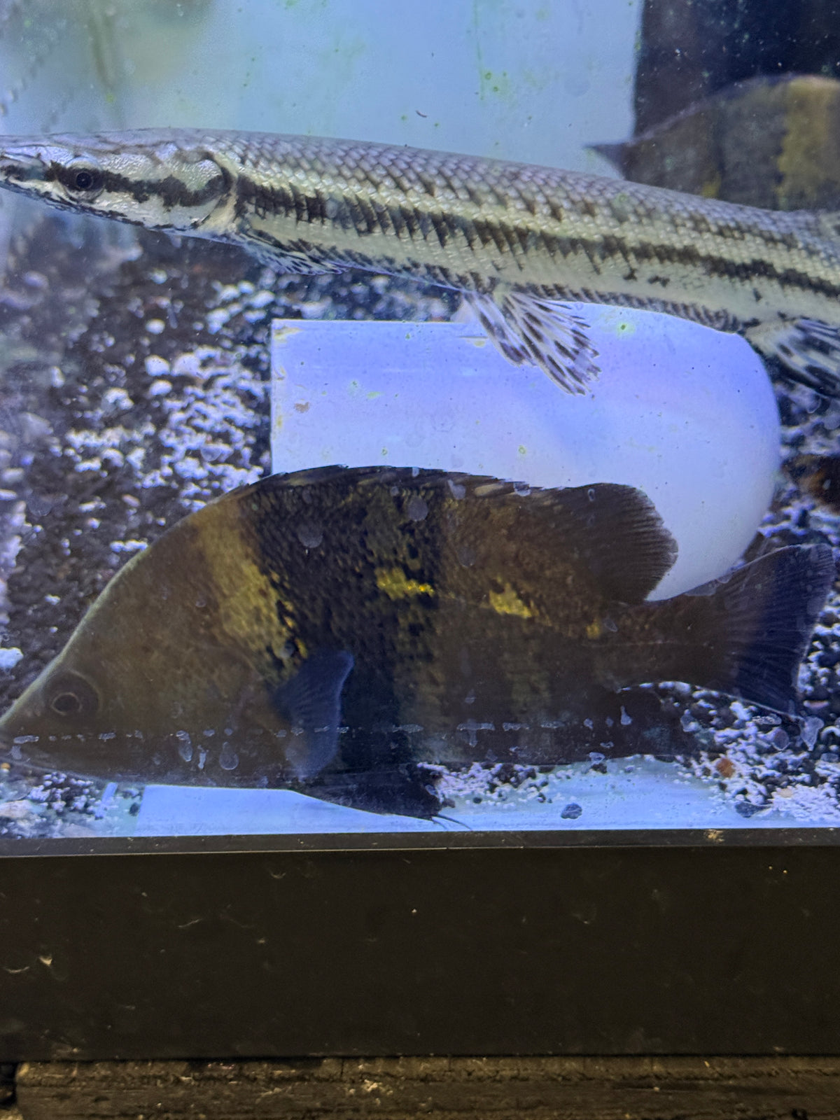 New Guinea Datnoid / NGT (Datnioides campbelli)