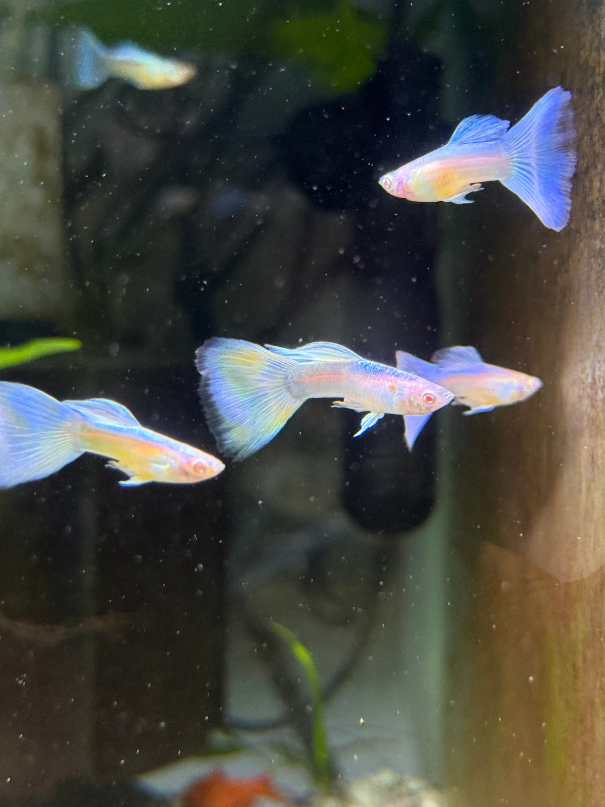 Albino Blue Sky Guppy