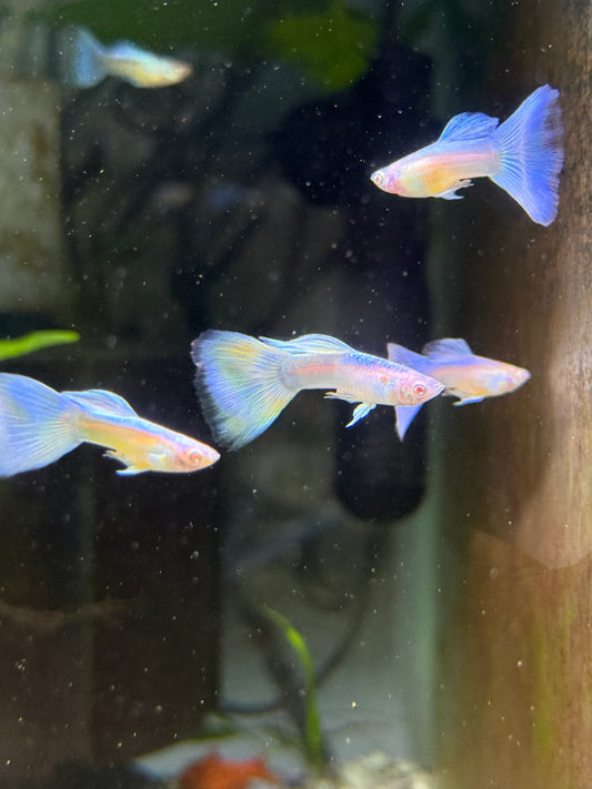 Albino Blue Sky Guppy
