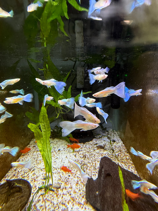 Albino Blue Sky Guppy