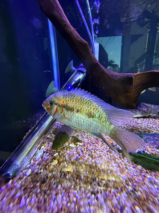 Rare !!! Krobia xinguensis