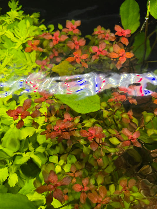 LUDWIGIA
SUPER RED MINI Plant