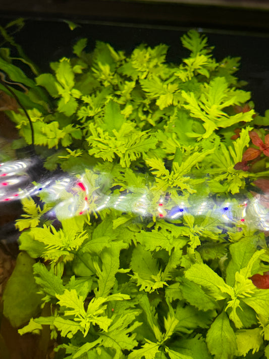 WISTERIA Hygrophila difformis Plant