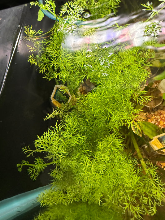WATER SPRITE LACE LEAF Ceratopteris siliquosa Plant