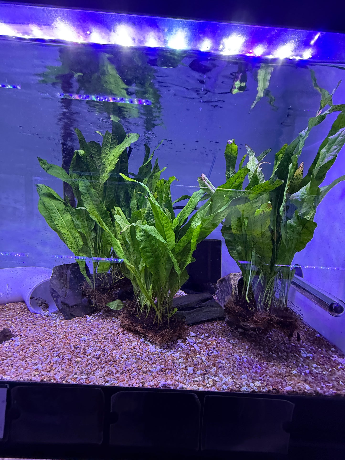 JAVA FERN Microsorium pteropus Plant