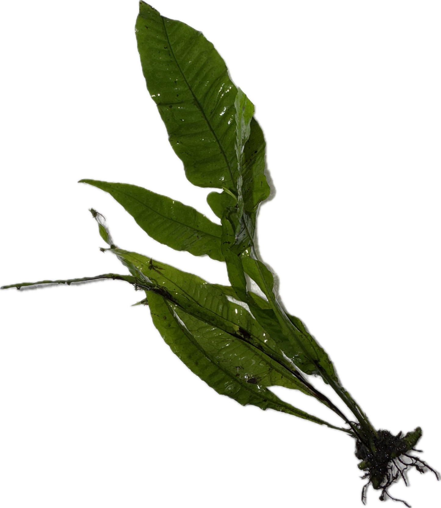 JAVA FERN Microsorium pteropus Plant