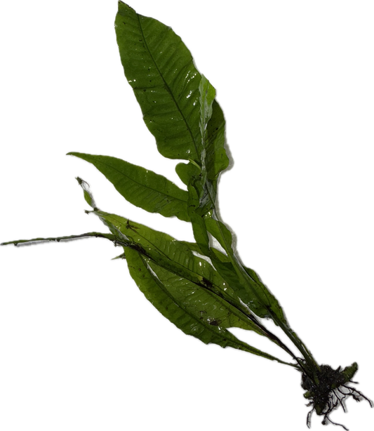JAVA FERN Microsorium pteropus Plant