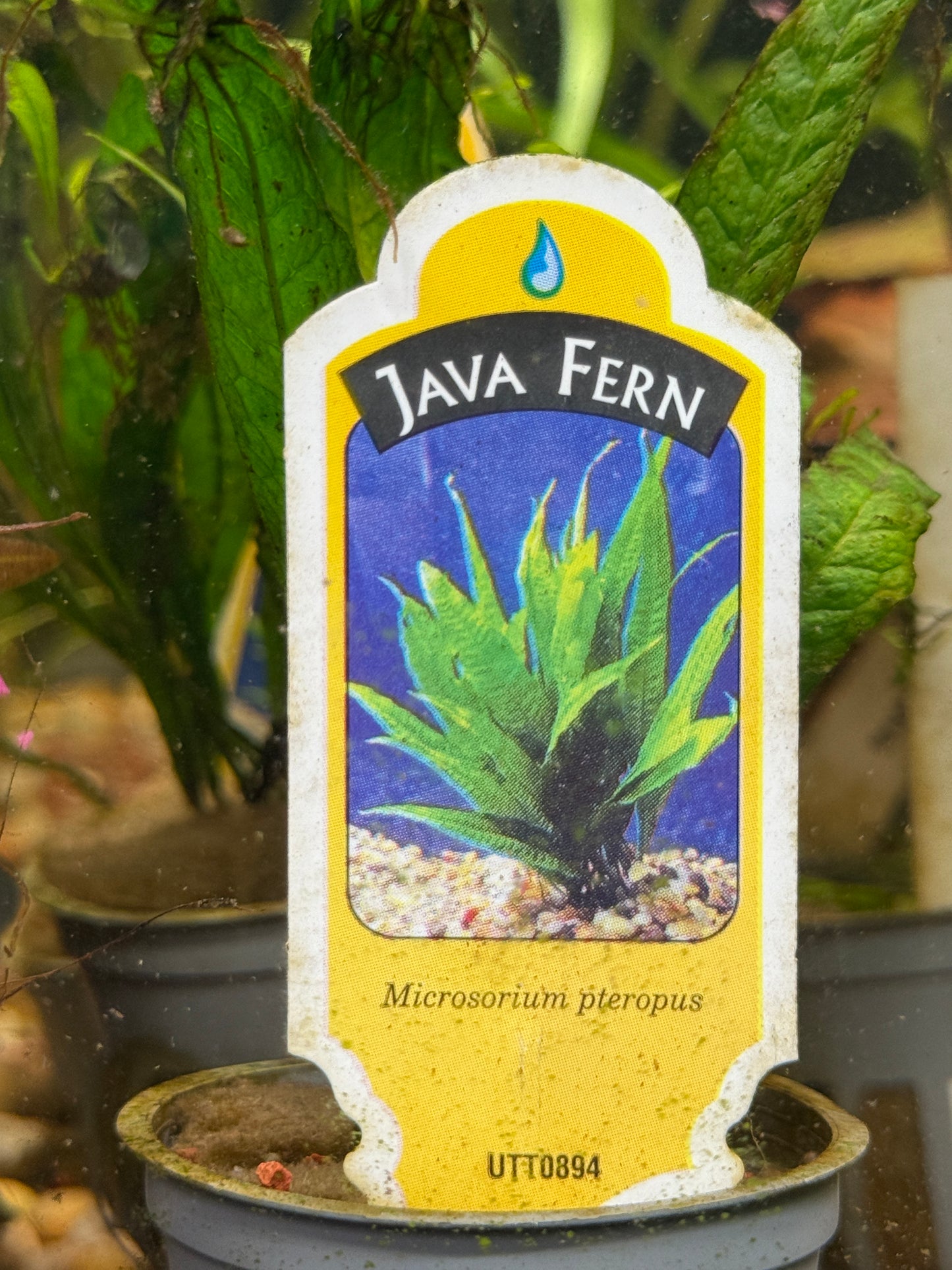 JAVA FERN Microsorium pteropus Plant