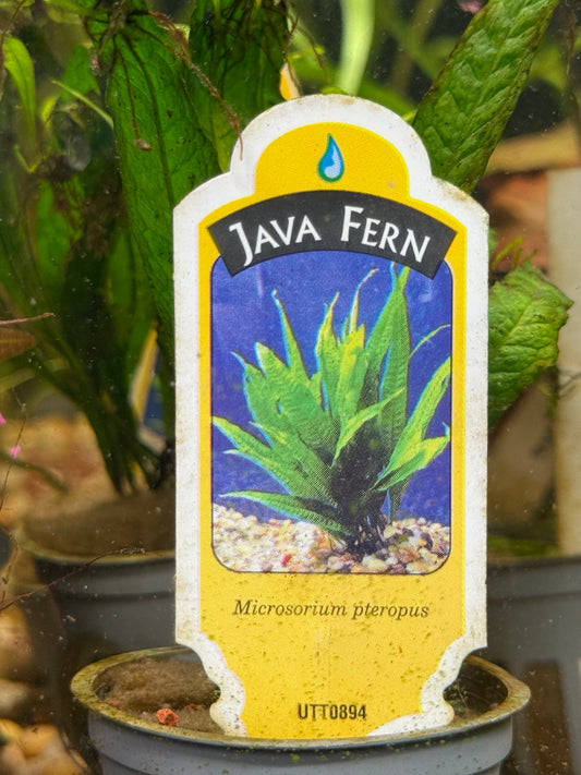 JAVA FERN Microsorium pteropus Plant