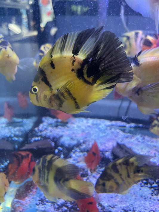 Yellow Tiger Parrot