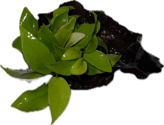 Anubias Sp Plant on Wood