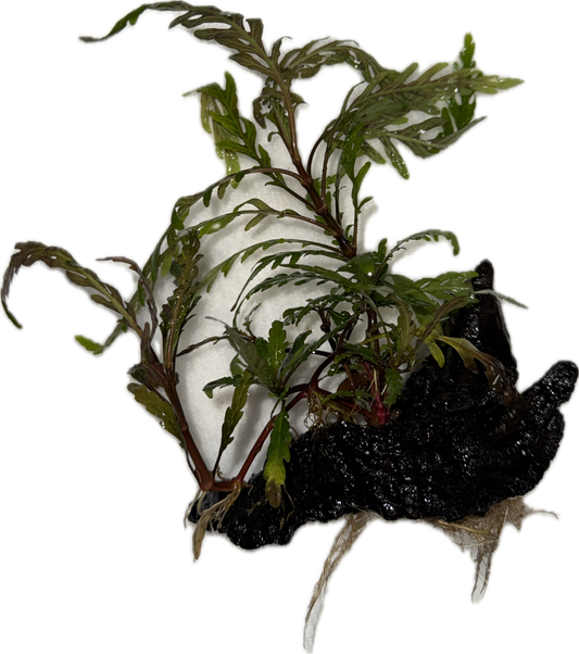 Hygrophila pinnatifida Plant on Drift Wood