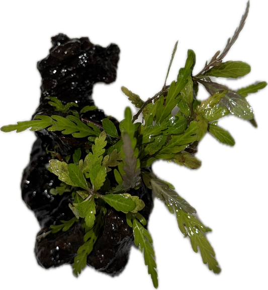 Hygrophila pinnatifida Plant on Drift Wood