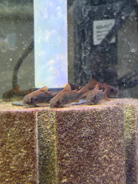 Black Schultzei Cory (Osteogaster schultzei “black”)