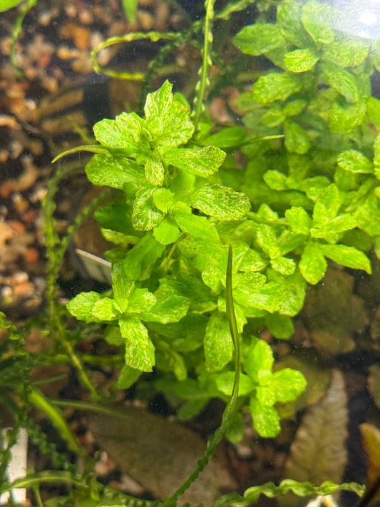 Moneywort Variegated; Bacopa monnieri 'variegated' Plant