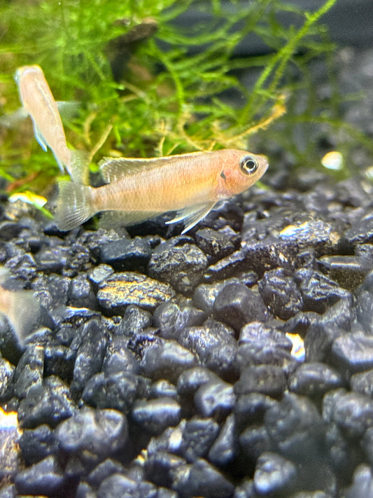 neolamprologus brevis