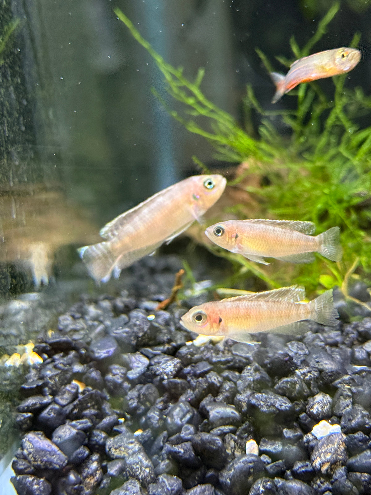 neolamprologus brevis