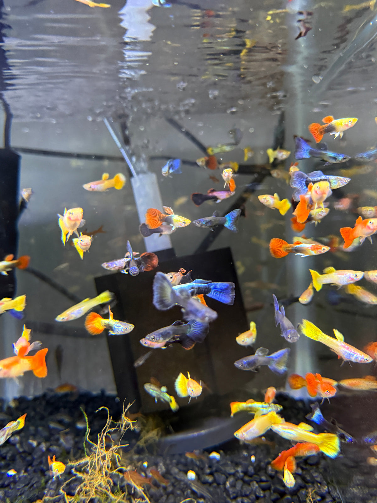 Show Guppy Assorted Males