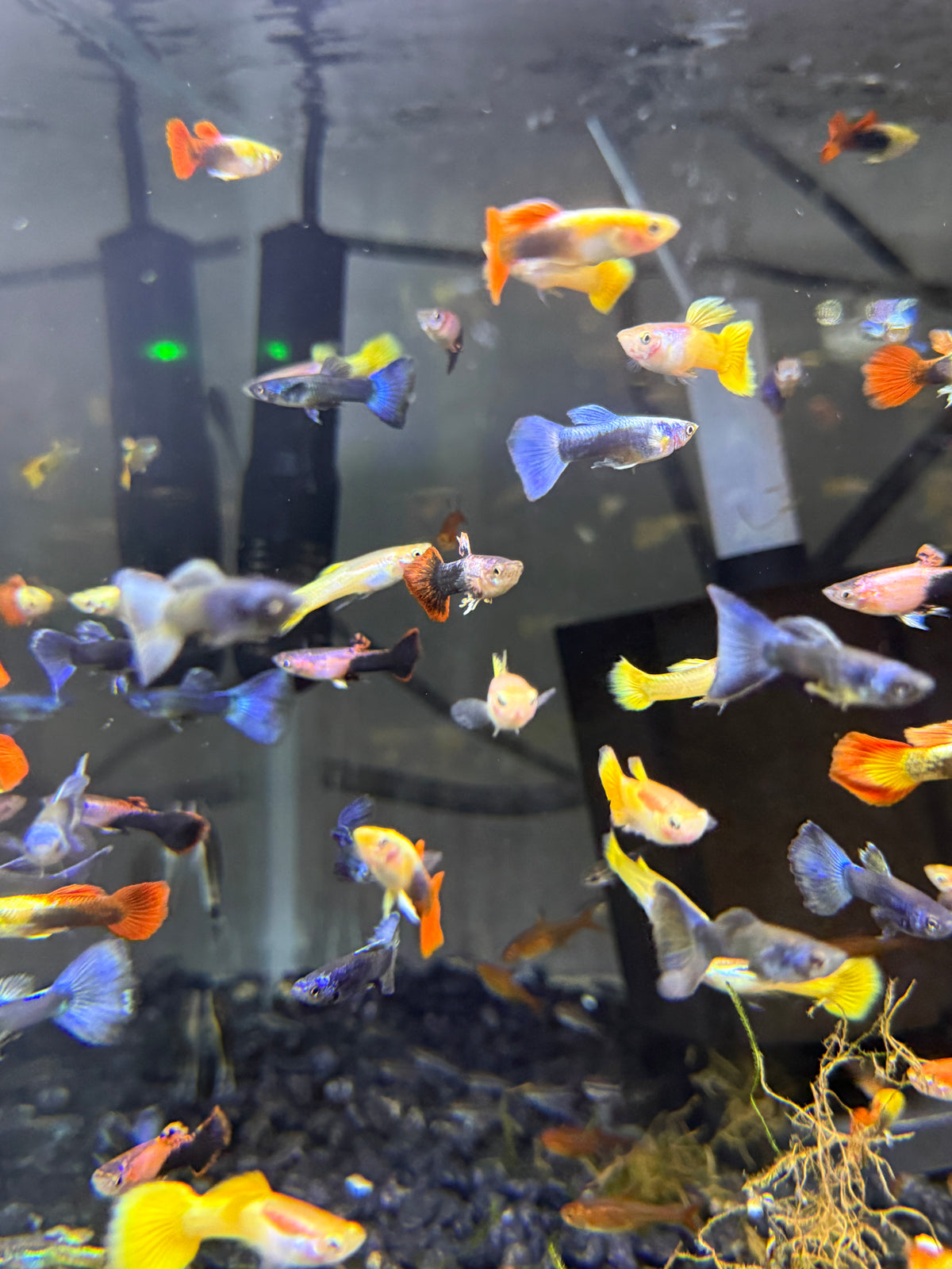Show Guppy Assorted Males
