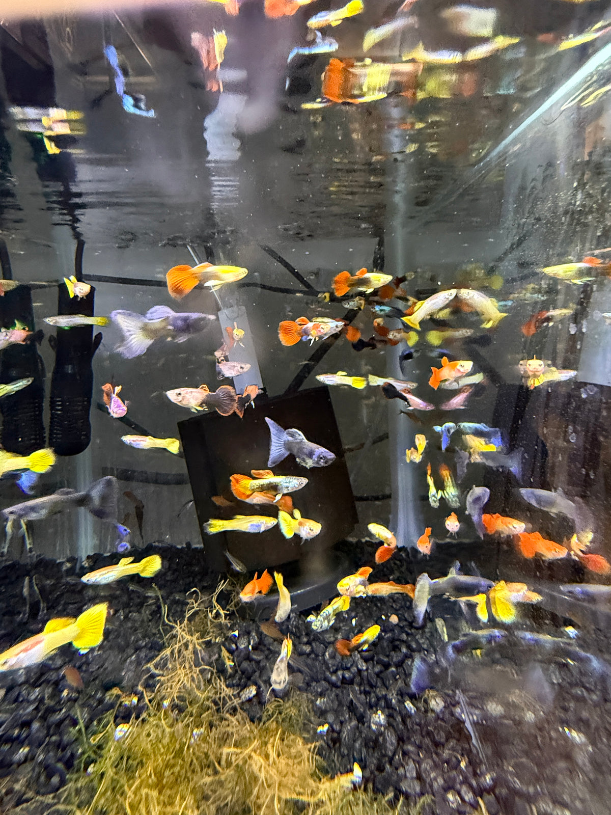 Show Guppy Assorted Males