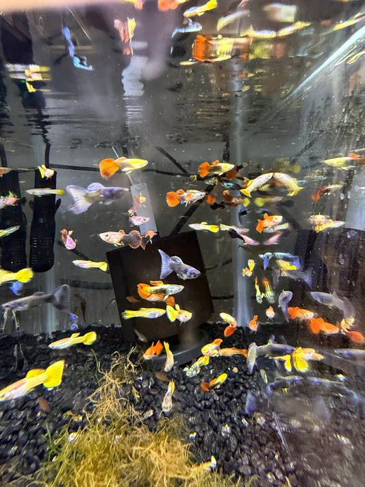 Show Guppy Assorted Males