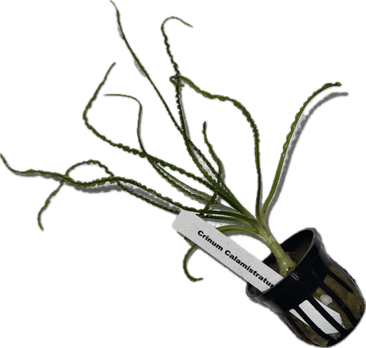 Crinum calamistratum Plant