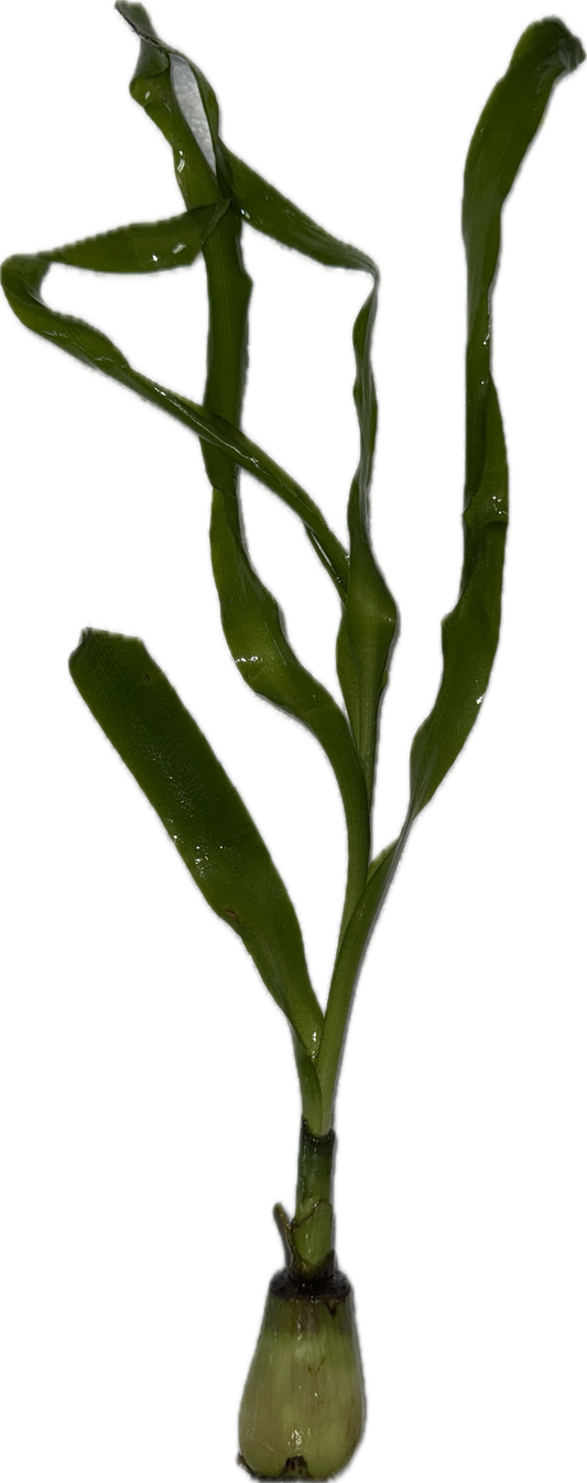 Crinum Thaianum Plant
