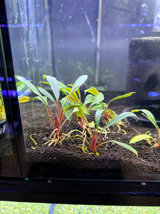 Bucephalandra sp. Gigantea Plant