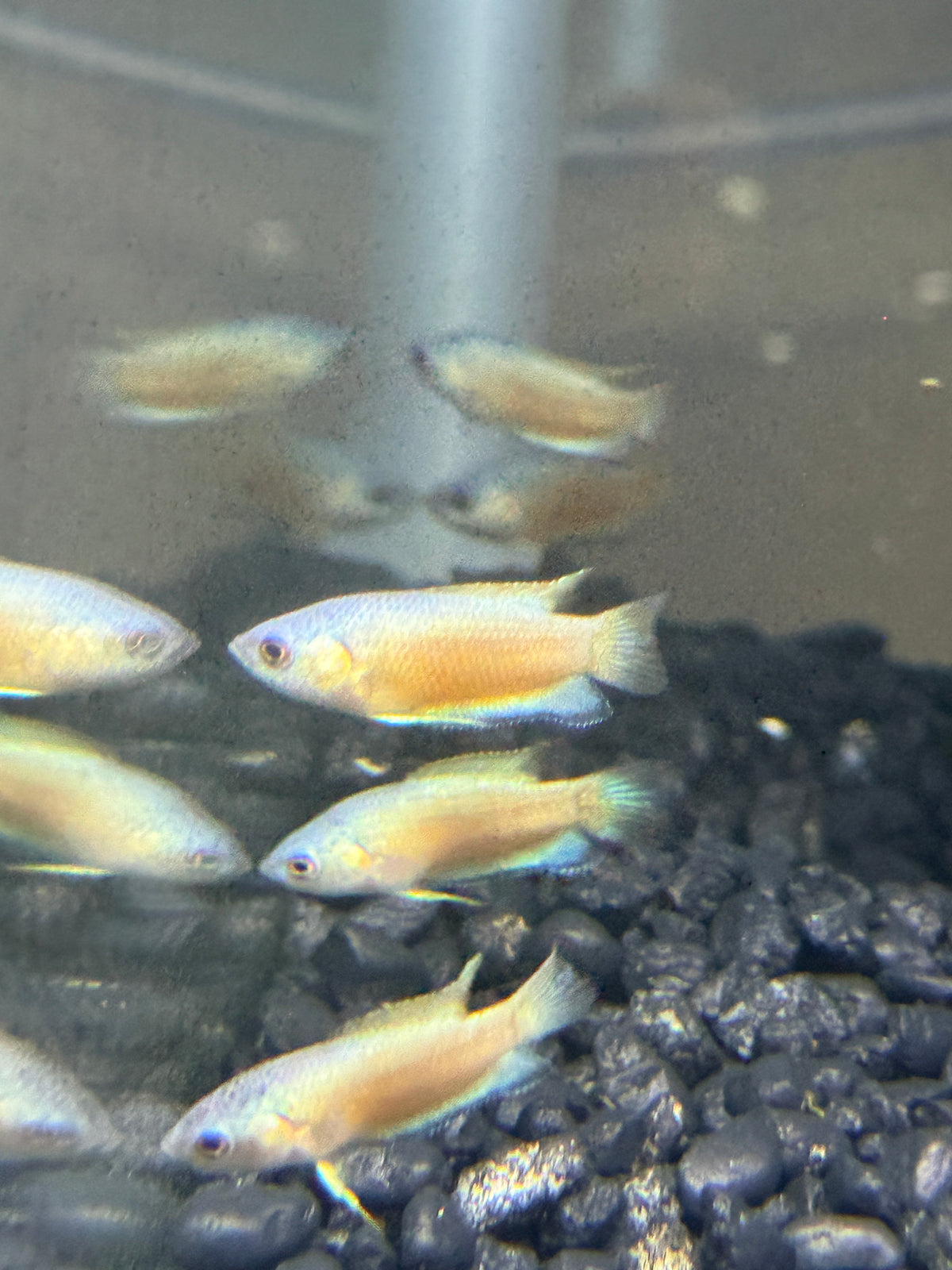 Blue Flame Paradise Gourami (Macropodus opercularis)