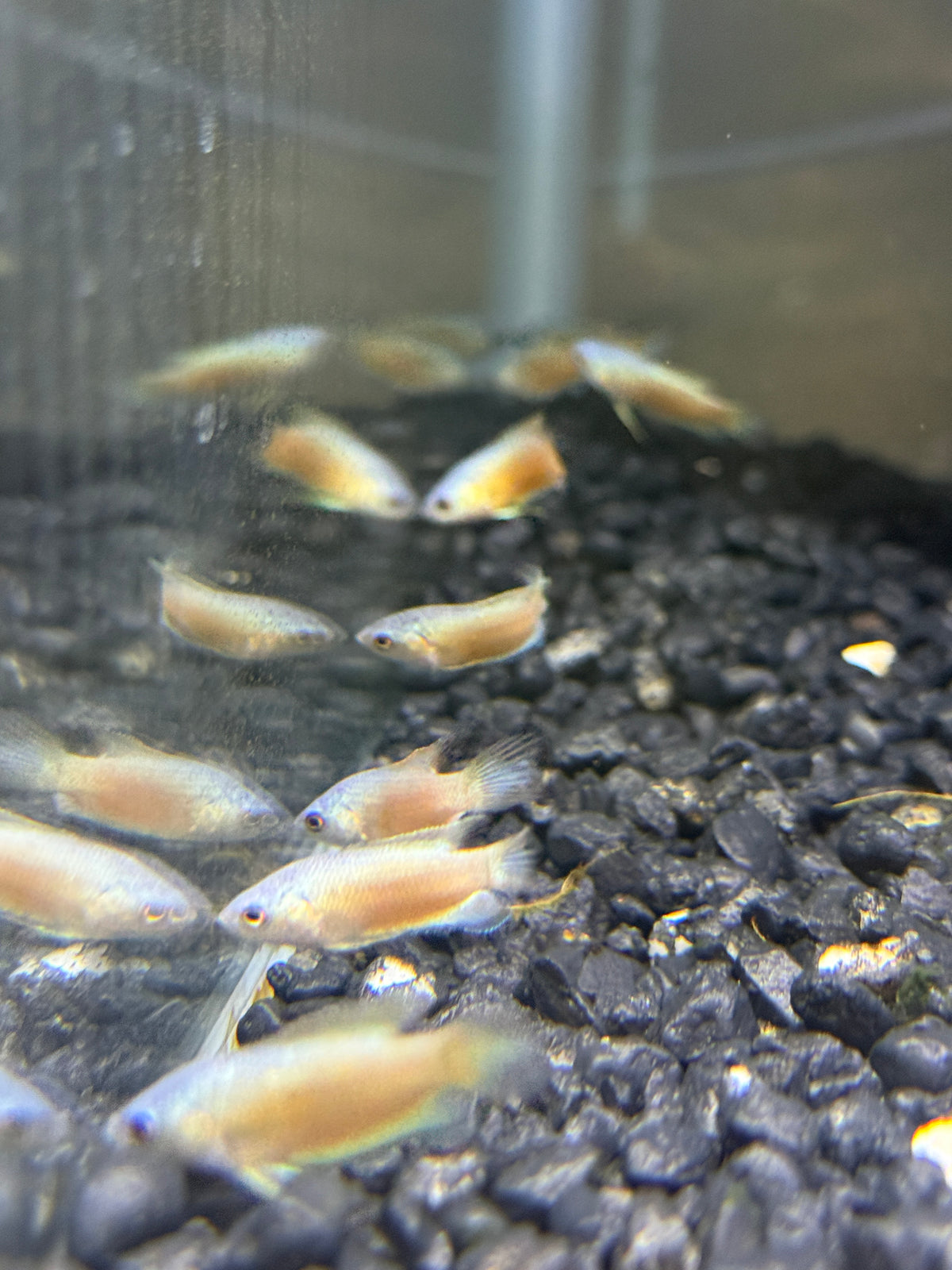 Blue Flame Paradise Gourami (Macropodus opercularis)