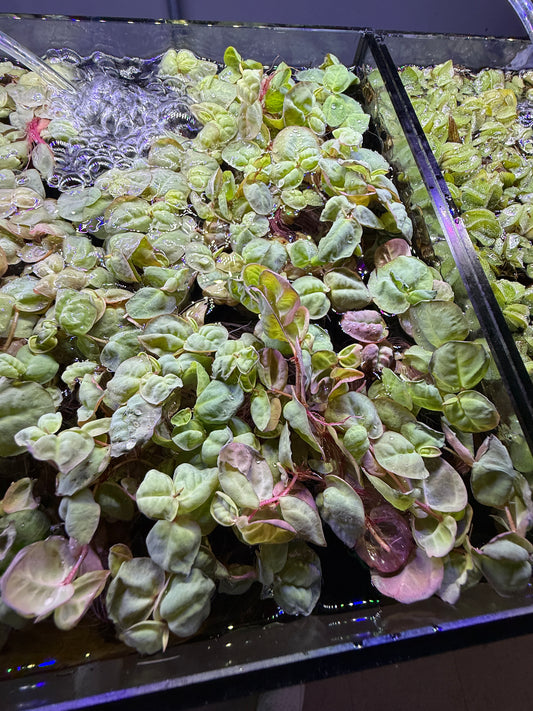 Red Root Floater / Phyllanthus fluitans Floating Plant