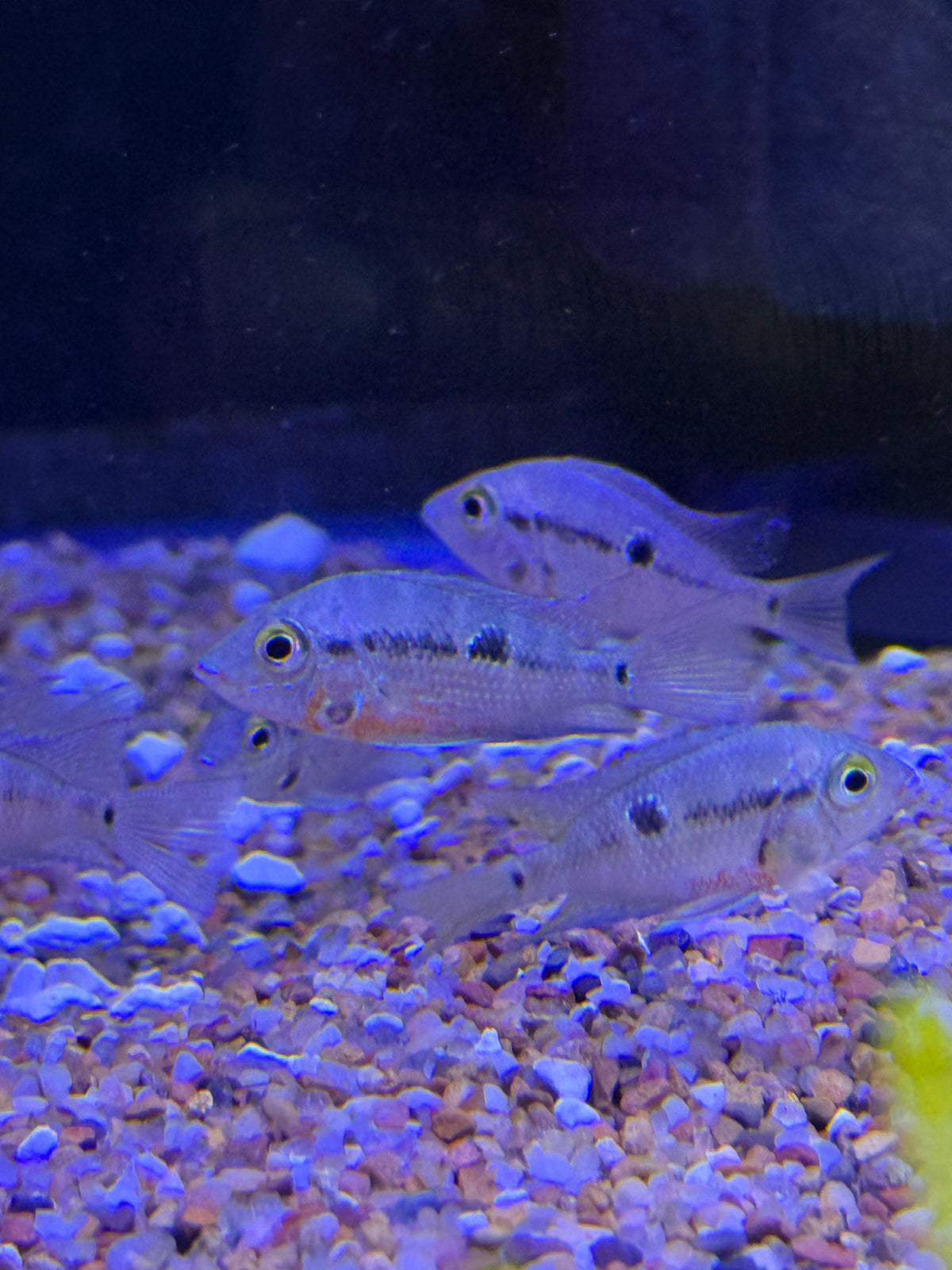 Fire Mouth (Thorichtys Meeki)