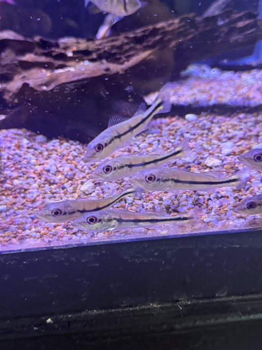 Temensis peacock bass Cichla temensis
