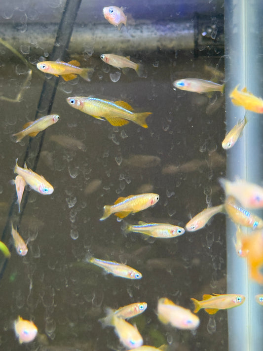 Red Neon Blue Eye Rainbowfish (Pseudomugil luminatus), Tank-Bred