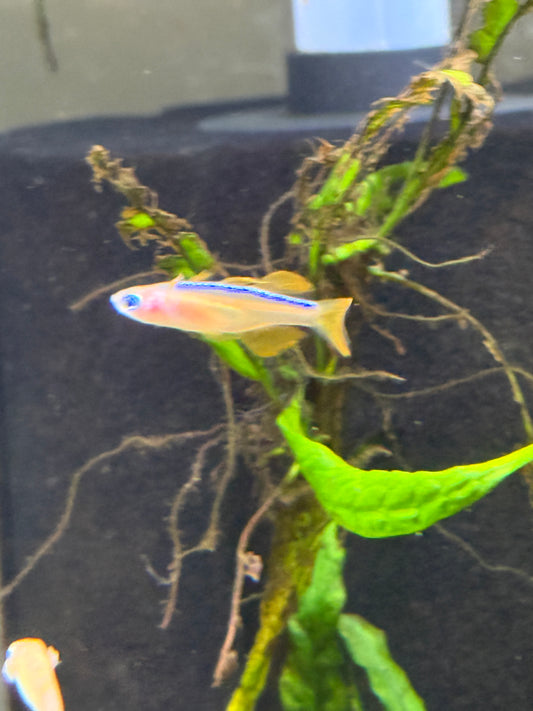Red Neon Blue Eye Rainbowfish (Pseudomugil luminatus), Tank-Bred