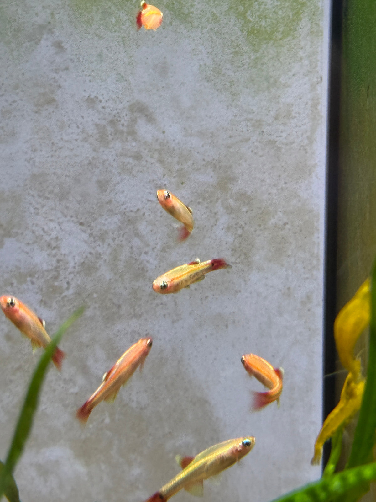 Gold White Cloud Mountain minnow (Tanichthys albonubes)