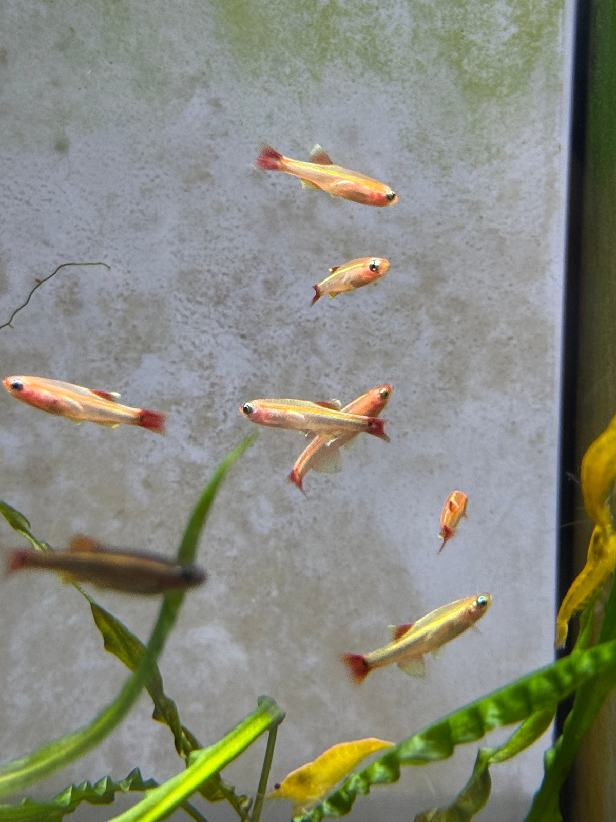 Gold White Cloud Mountain minnow (Tanichthys albonubes)