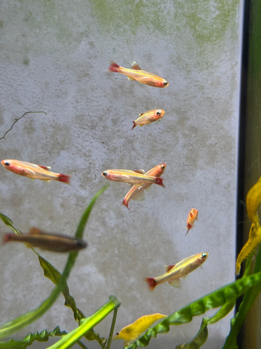 Gold White Cloud Mountain minnow (Tanichthys albonubes)