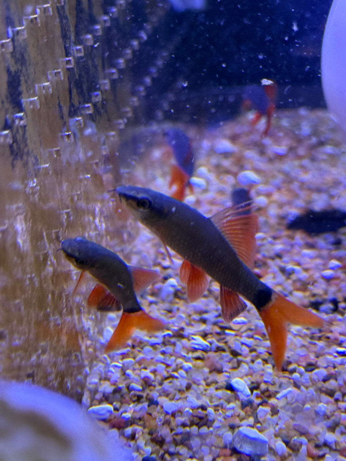 Rainbow shark (Epalzeorhynchos frenatum)
