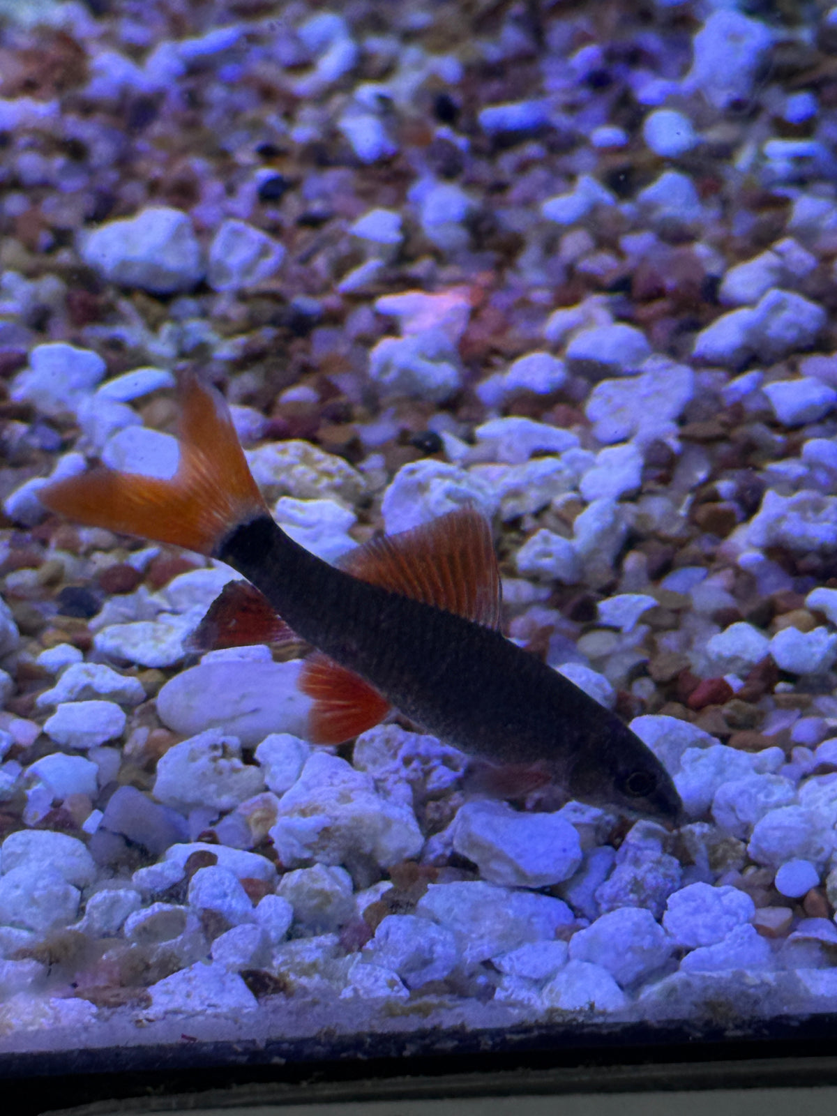 Rainbow shark (Epalzeorhynchos frenatum)