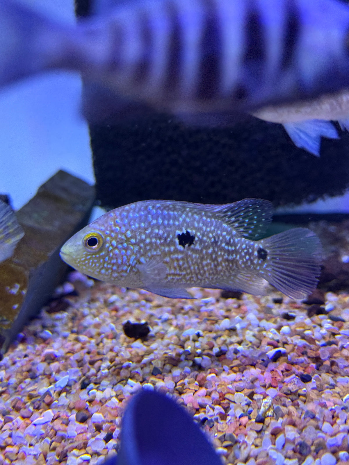 Herichthys  Carpintis Cichlid / Texas Cichlid