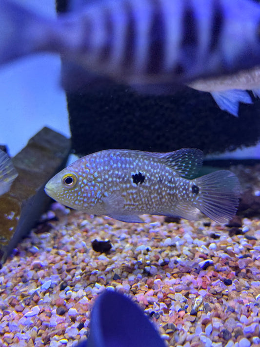 Herichthys  Carpintis Cichlid / Texas Cichlid