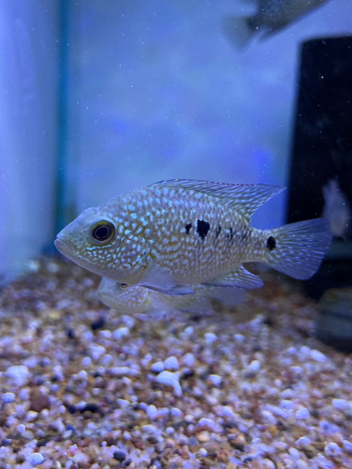 Herichthys  Carpintis Cichlid / Texas Cichlid