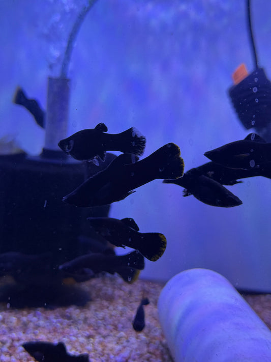 Black Yucatan Molly (Poecilia sphenops