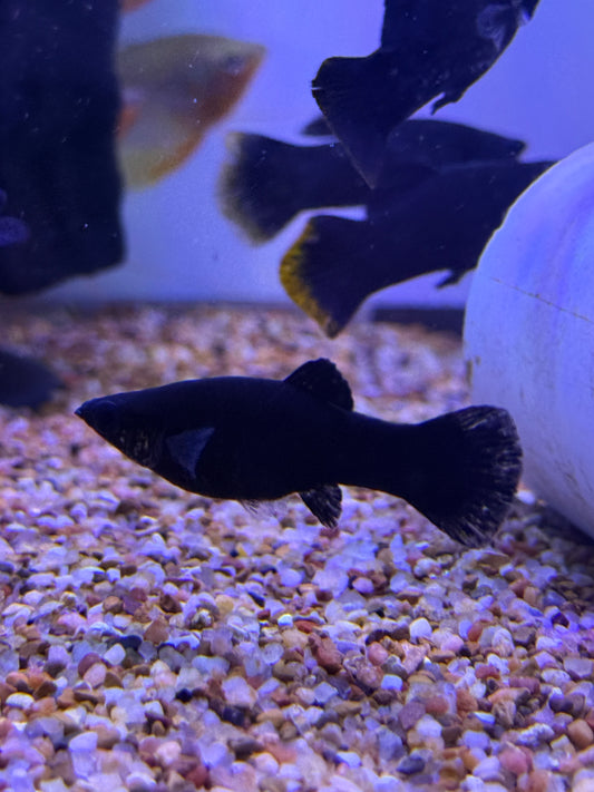 Black Yucatan Molly (Poecilia sphenops